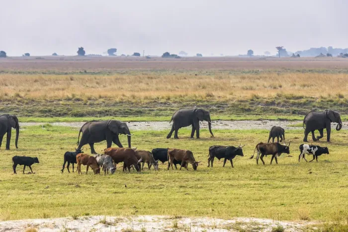 Framed Print : Herd of African Elephants (Loxodonta africana) grazing with cattle, Chobe National Framed Print : Herd of African Elephants (Loxodonta africana) grazing with cattle, Chobe National