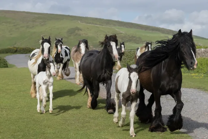 Framed Print : Herd of free roaming Gypsy Vanner horses trotting, Gower Peninsula, Wales, UK. May Framed Print : Herd of free roaming Gypsy Vanner horses trotting, Gower Peninsula, Wales, UK. May