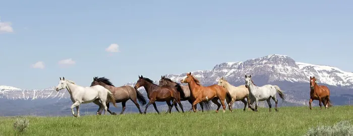 Framed Print : Herd of horses on ranch with mountains in background, Jackson Hole, Wyoming, USA, July 2011