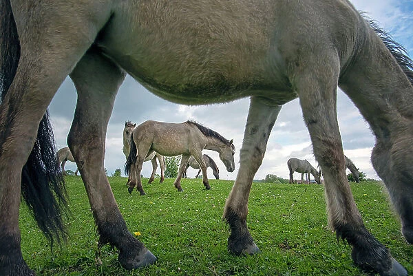 Herd of Konik wild horses (Equus ferus caballus) grazing in meadow, Meinerswijk nature reserve, near Arnhem, the Netherlands. May