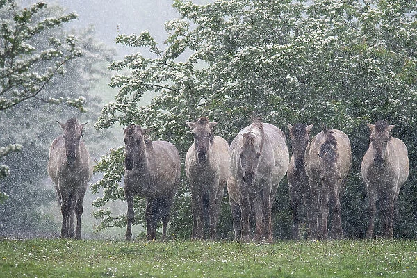 Herd of Konik wild horses (Equus ferus caballus) sheltering from rain in front of flowering tree, Meinerswijk nature reserve, near Arnhem, the Netherlands. May