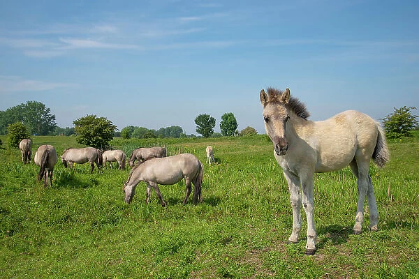 Herd of Konik wild horses (Equus ferus caballus) grazing in meadow, Meinerswijk nature reserve, near Arnhem, the Netherlands. June