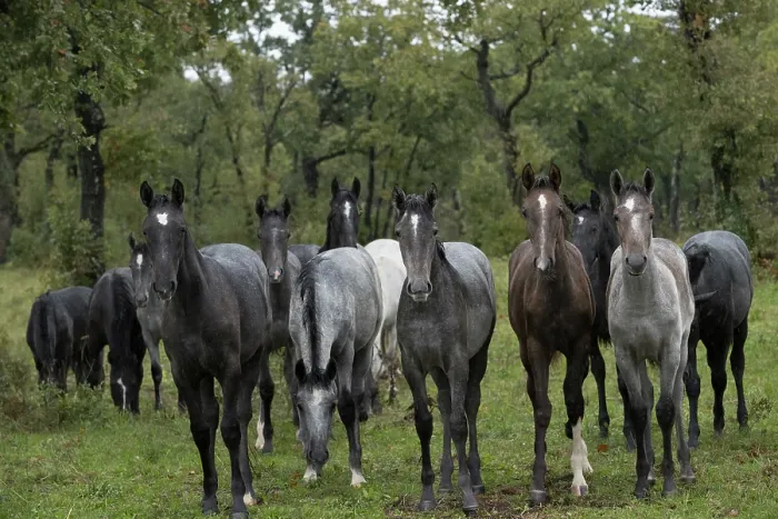 Framed Print : Herd of Lipizzan foals standing in the rain, Lipica Stud farm, UNESCO World Heritage Site, Karst Region, Slovenia. October Framed Print : Herd of Lipizzan foals standing in the rain, Lipica Stud farm, UNESCO World Heritage Site, Karst Region, Slovenia. October