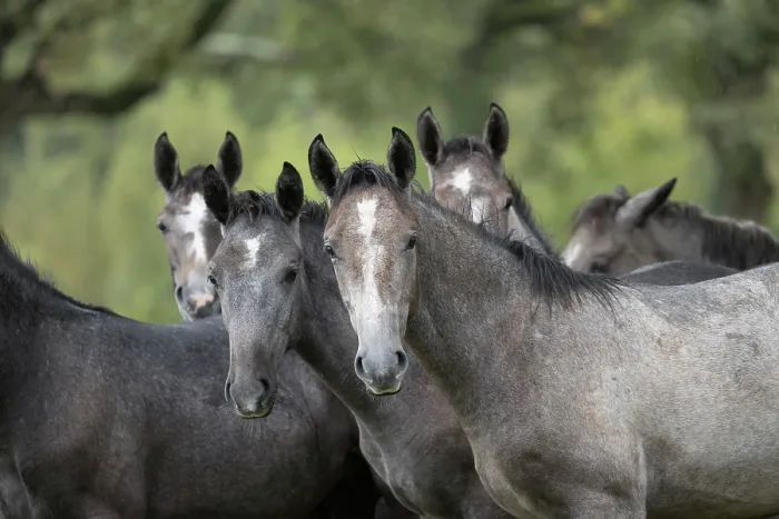 Framed Print : Herd of Lipizzan foals standing in the rain, Lipica Stud farm, UNESCO World Heritage Site, Karst Region, Slovenia. October Framed Print : Herd of Lipizzan foals standing in the rain, Lipica Stud farm, UNESCO World Heritage Site, Karst Region, Slovenia. October