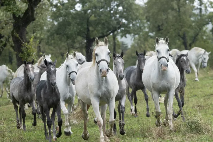 Framed Print : Herd of Lipizzan mares and foals, running in the rain, Lipica Stud farm, UNESCO World Heritage Site, Karst Region, Slovenia. October Framed Print : Herd of Lipizzan mares and foals, running in the rain, Lipica Stud farm, UNESCO World Heritage Site, Karst Region, Slovenia. October