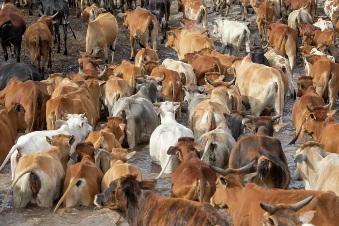 Framed Print : Herd of Masai cows inside Masai Mara National Reserve, Kenya Framed Print : Herd of Masai cows inside Masai Mara National Reserve, Kenya