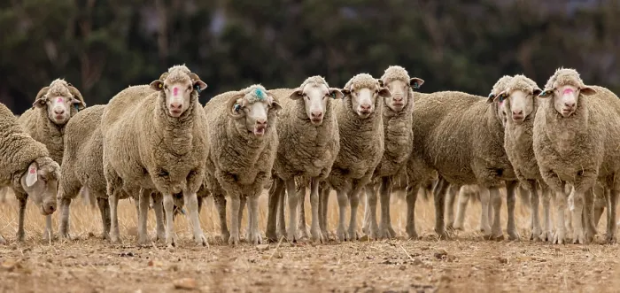 Framed Print : Herd of Sheep standing on dry ground on a farm near the town of Hermon, outside Cape Town, Western Cape, South Africa. February Framed Print : Herd of Sheep standing on dry ground on a farm near the town of Hermon, outside Cape Town, Western Cape, South Africa. February