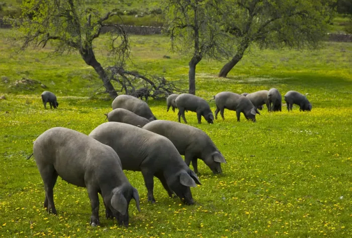 Framed Print : Herd of Spanish black pigs grazing, Sevilla, Andalucia, Spain, March 2008 Framed Print : Herd of Spanish black pigs grazing, Sevilla, Andalucia, Spain, March 2008
