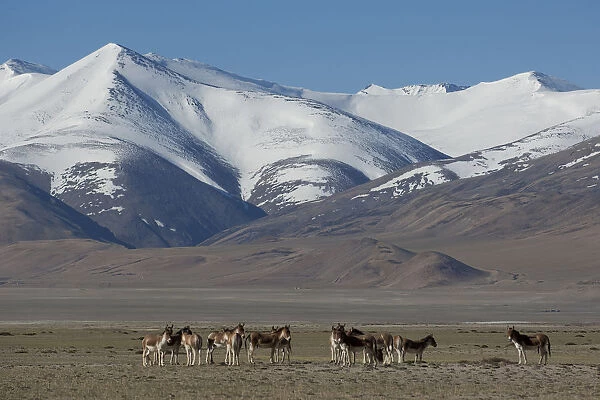Herd of Tibetan Wild Ass (Equus kiang) with view of snow capped mountains behind