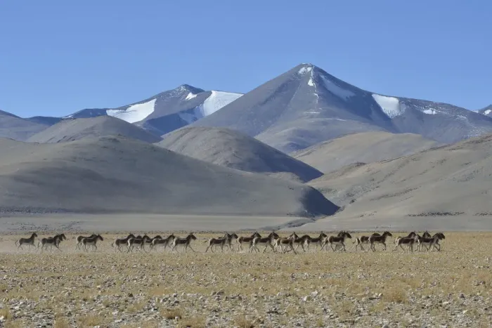 Framed Print : Herd of Tibetan Wild Asses / Kiang (Equus kiang) ChangThang, Tso Kar lake Framed Print : Herd of Tibetan Wild Asses / Kiang (Equus kiang) ChangThang, Tso Kar lake
