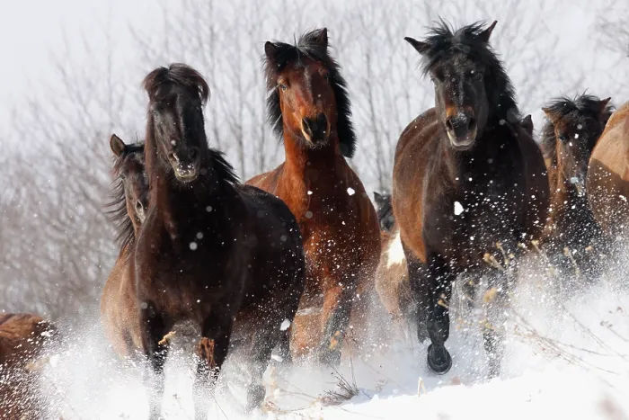 Framed Print : Herd of wild Carpathian Ponies  /  Hurcul (Equus caballus) running in snow. Bieszczady, Carpathian Mountains, Poland, March