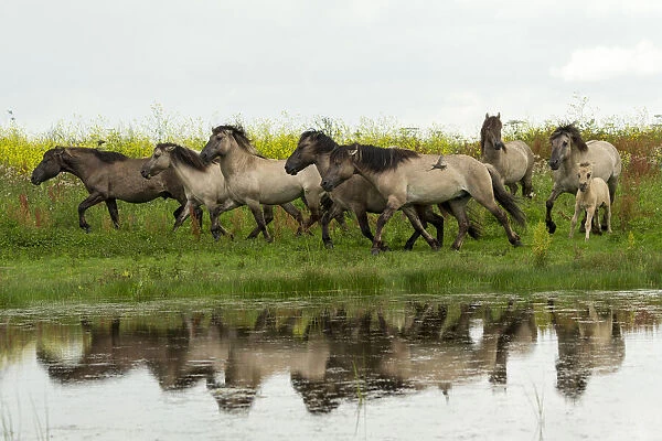 A herd of wild konik horses running, with refection in water
