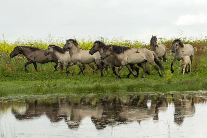 Framed Print : A herd of wild konik horses running, with refection in water Framed Print : A herd of wild konik horses running, with refection in water