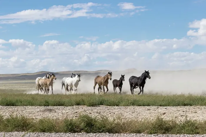 Framed Print : Herd of wild Onaqui horses (Equus ferus) trotting in dust. Onaqui Mountain Herd Management Area, Utah, USA. September Framed Print : Herd of wild Onaqui horses (Equus ferus) trotting in dust. Onaqui Mountain Herd Management Area, Utah, USA. September