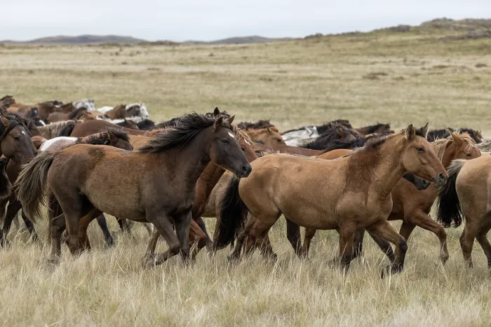 Framed Print : Herd of wild Zhabe horses running in the steppe, Abay, Kazakhstan Framed Print : Herd of wild Zhabe horses running in the steppe, Abay, Kazakhstan