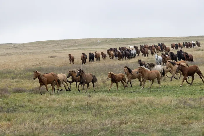 Framed Print : Herd of wild Zhabe horses running in the steppe, Abay, Kazakhstan Framed Print : Herd of wild Zhabe horses running in the steppe, Abay, Kazakhstan