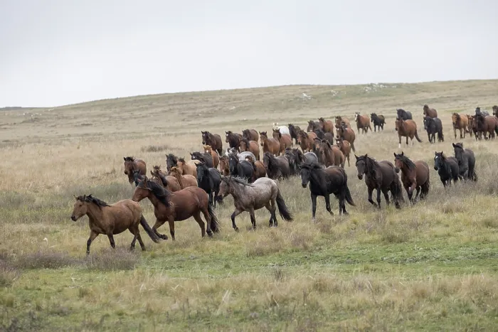 Framed Print : Herd of wild Zhabe horses running in the steppe, Abay, Kazakhstan