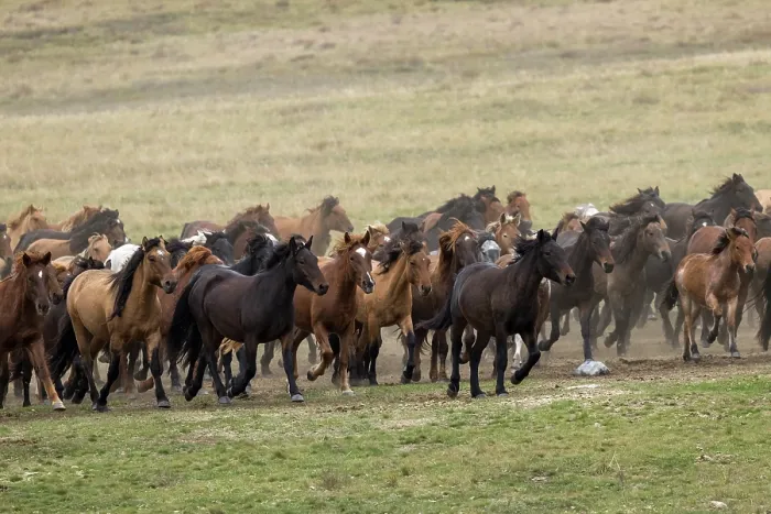 Framed Print : Herd of wild Zhabe horses running in the steppe, Abay, Kazakhstan Framed Print : Herd of wild Zhabe horses running in the steppe, Abay, Kazakhstan
