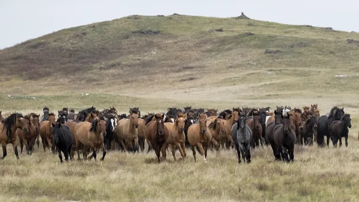 Framed Print : Herd of wild Zhabe horses running in the steppe, Abay, Kazakhstan Framed Print : Herd of wild Zhabe horses running in the steppe, Abay, Kazakhstan