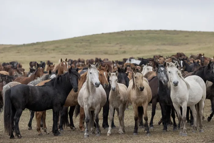 Framed Print : Herd of wild Zhabe horses standing alert in the steppe, Abay, Kazakhstan Framed Print : Herd of wild Zhabe horses standing alert in the steppe, Abay, Kazakhstan