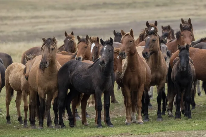 Framed Print : Herd of wild Zhabe horses standing alert in the steppe, Abay, Kazakhstan Framed Print : Herd of wild Zhabe horses standing alert in the steppe, Abay, Kazakhstan