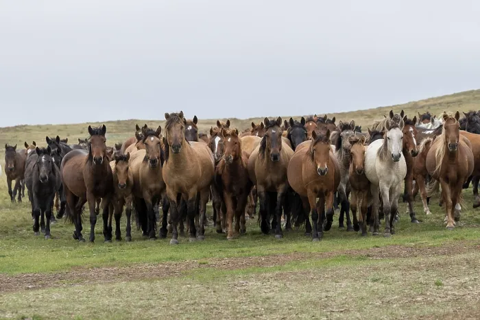 Framed Print : Herd of wild Zhabe horses standing alert in the steppe, Abay, Kazakhstan Framed Print : Herd of wild Zhabe horses standing alert in the steppe, Abay, Kazakhstan