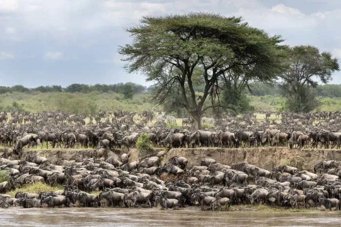 Framed Print : Herds of White-bearded wildebeest (Connochaetes taurinus albojubatus Framed Print : Herds of White-bearded wildebeest (Connochaetes taurinus albojubatus