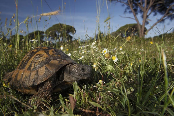 Hermanns tortoise (Testudo hermanni) in a meadow, Patras area, The Peloponnese