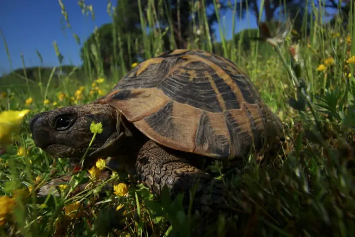 Framed Print : Hermanns tortoise (Testudo hermanni) in a meadow, Patras area, The Peloponnese Framed Print : Hermanns tortoise (Testudo hermanni) in a meadow, Patras area, The Peloponnese