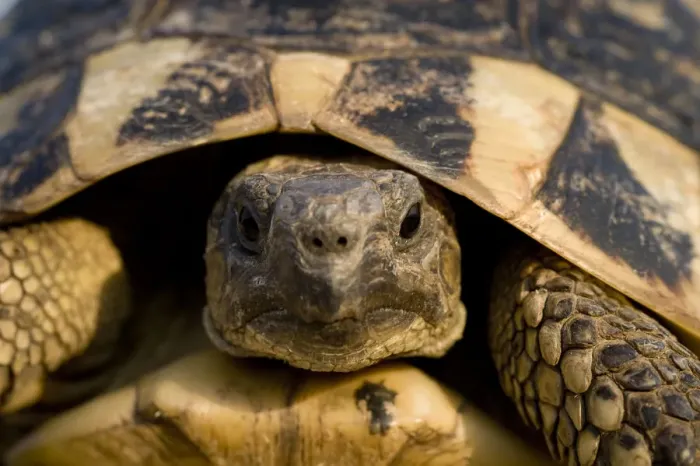 Framed Print : Hermanns tortoise (Testudo hermanni) portrait, near Meteora, Greece, October 2008