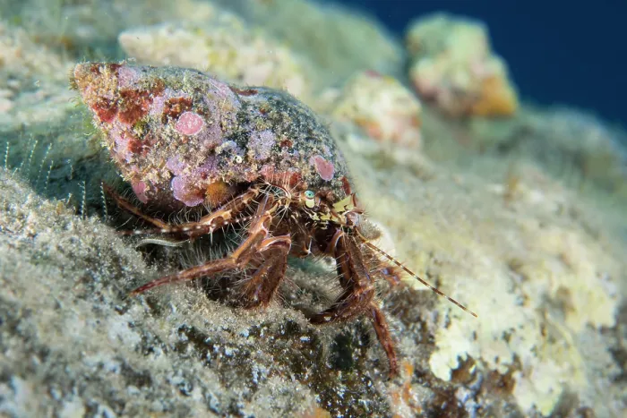 Framed Print : Hermit crab (Pagurus-anachoretus) portrait, Tenerife, Canary Islands, Atlantic Ocean Framed Print : Hermit crab (Pagurus-anachoretus) portrait, Tenerife, Canary Islands, Atlantic Ocean