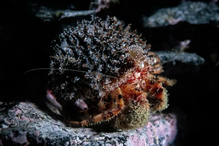 Framed Print : Hermit crab (Pagurus constans) male, portrait, Miyagi Prefecture, Japan, Pacific Ocean Framed Print : Hermit crab (Pagurus constans) male, portrait, Miyagi Prefecture, Japan, Pacific Ocean