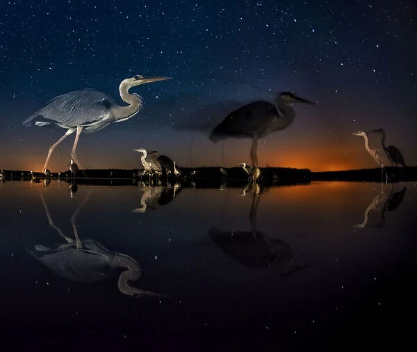 Herons at night on Lake Csaj, Kiskunsag National Park, Hungary. Winner of the Birds category