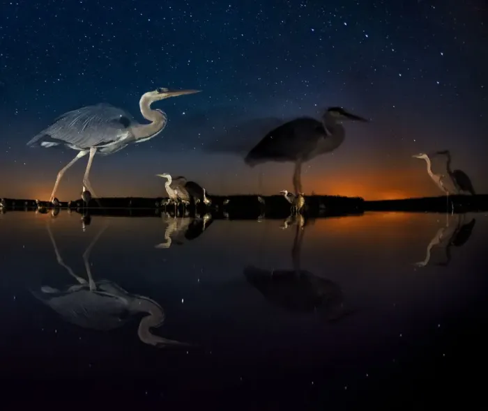 Framed Print : Herons at night on Lake Csaj, Kiskunsag National Park, Hungary. Winner of the Birds category Framed Print : Herons at night on Lake Csaj, Kiskunsag National Park, Hungary. Winner of the Birds category