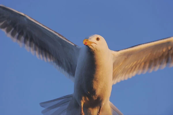 Herring gull (Larus argentatus) close up in flight, in midnight sun, Flatanger, Nord Trndelag