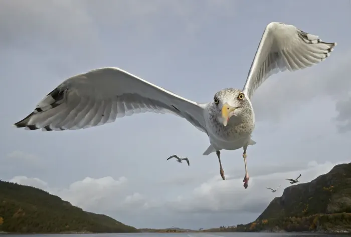 Framed Print : Herring Gull (Larus argentatus) close up of juvenile in flight, Flatanger, Norway Framed Print : Herring Gull (Larus argentatus) close up of juvenile in flight, Flatanger, Norway