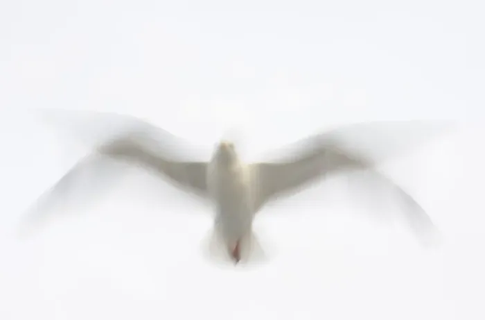 Framed Print : Herring gull (Larus argentatus) in flight, Flatanger, Nord Trndelag, Norway, August 2008 Framed Print : Herring gull (Larus argentatus) in flight, Flatanger, Nord Trndelag, Norway, August 2008