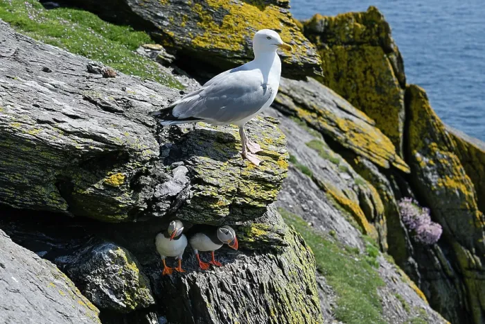 Framed Print : Herring gull (Larus argentatus) perched on cliff ledge above two Puffins (Fratercula arctica) peering out of their burrow, Skellig Michael, Skellig Islands, County Kerry Framed Print : Herring gull (Larus argentatus) perched on cliff ledge above two Puffins (Fratercula arctica) peering out of their burrow, Skellig Michael, Skellig Islands, County Kerry