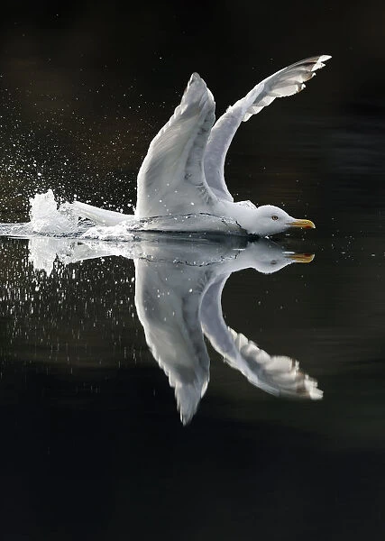 Herring gull (Larus argentatus) showing aggression on water, Flatanger, Nord-Trndelag