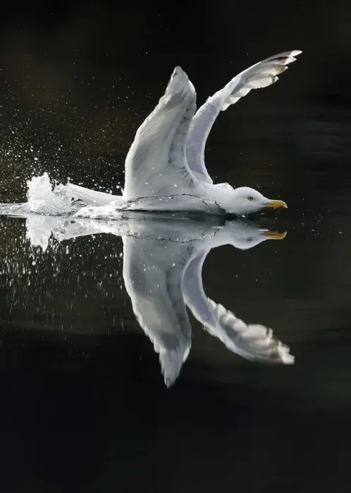 Framed Print : Herring gull (Larus argentatus) showing aggression on water, Flatanger, Nord-Trndelag Framed Print : Herring gull (Larus argentatus) showing aggression on water, Flatanger, Nord-Trndelag