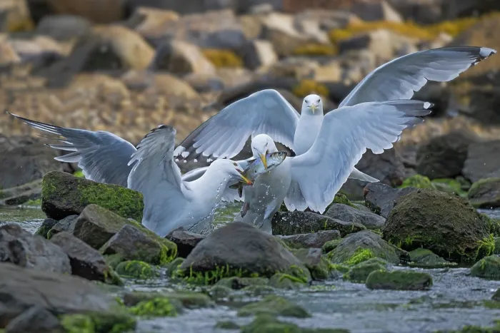 Framed Print : Three Herring gulls (Larus argentatus) squabbling over Alewife (Alosa pseudoharengus) prey, Acadia National Park, Maine, USA. June