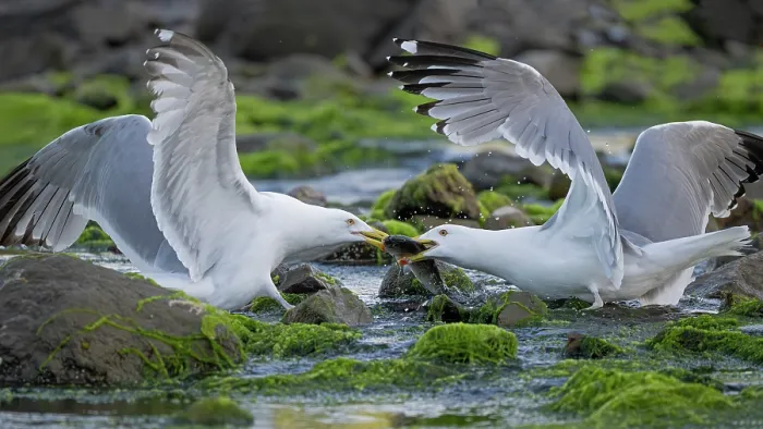 Framed Print : Two Herring gulls (Larus argentatus) squabbling over Alewife (Alosa pseudoharengus) prey, Acadia National Park, Maine, USA. June Framed Print : Two Herring gulls (Larus argentatus) squabbling over Alewife (Alosa pseudoharengus) prey, Acadia National Park, Maine, USA. June