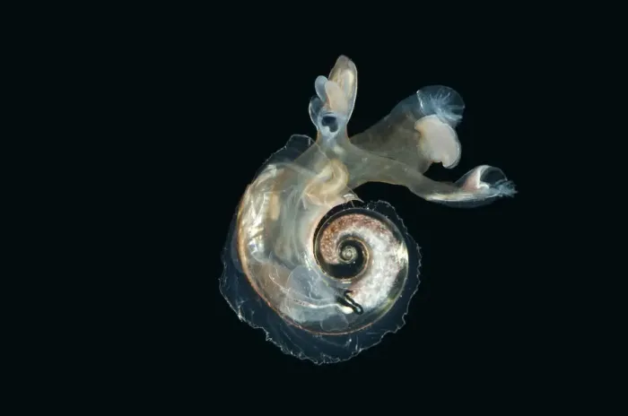 Framed Print : Heteropod mollusc (Atlanta peroni) from between 195-498m / 640-1634ft, Mid-Atlantic Ridge Framed Print : Heteropod mollusc (Atlanta peroni) from between 195-498m / 640-1634ft, Mid-Atlantic Ridge