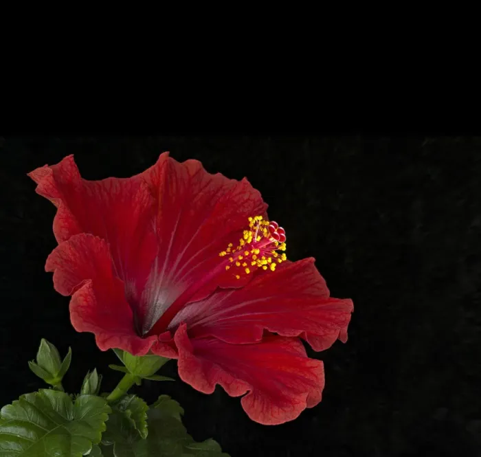 Framed Print : Hibiscus (Hibiscus sp) flower with stigmas and pollen covered stamens. Focus stacked Framed Print : Hibiscus (Hibiscus sp) flower with stigmas and pollen covered stamens. Focus stacked