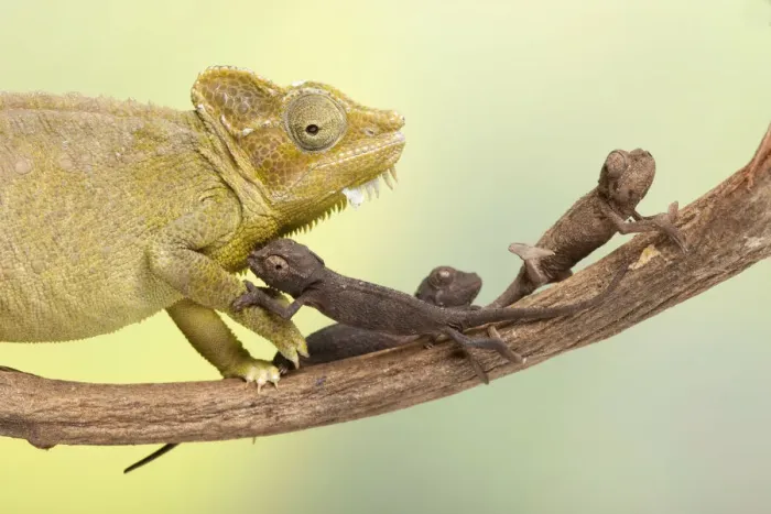 Framed Print : High-casqued chameleon / Von Hoehnels chameleon (Trioceros hoehnelii Framed Print : High-casqued chameleon / Von Hoehnels chameleon (Trioceros hoehnelii