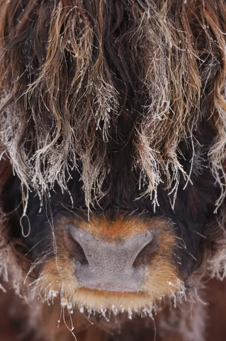 Framed Print : Highland bull (Bos taurus) face close up in freezing fog, Berwickshire Scotland, December Framed Print : Highland bull (Bos taurus) face close up in freezing fog, Berwickshire Scotland, December