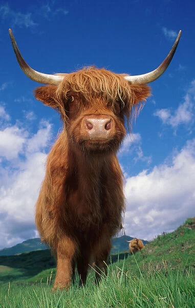 Highland cattle bull portrait {Bos taurus} Scotland UK