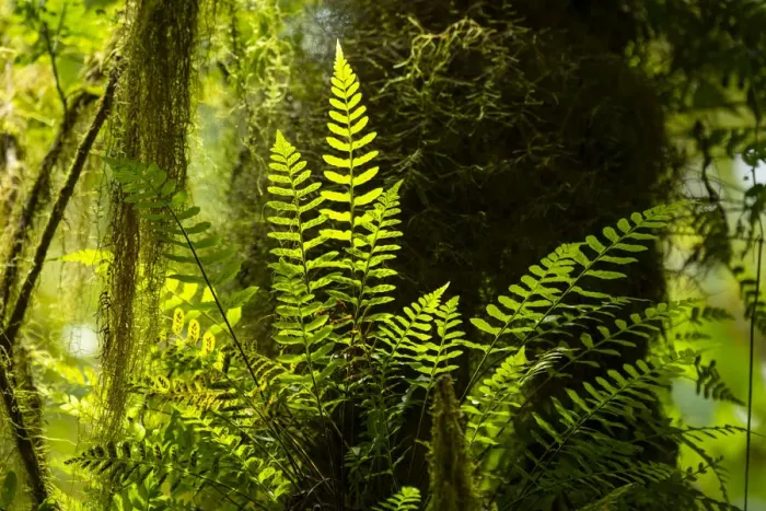 Framed Print : Highland cloud forest with ferns and mosses, Highlands, Santa Cruz Island, Galapagos Framed Print : Highland cloud forest with ferns and mosses, Highlands, Santa Cruz Island, Galapagos