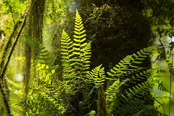Highland cloud forest with ferns and mosses, Highlands, Santa Cruz Island, Galapagos
