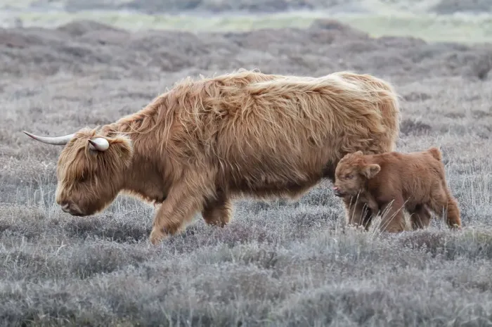 Framed Print : Highland Cow (Bos taurus) with calf, Texel, the Netherlands, April Framed Print : Highland Cow (Bos taurus) with calf, Texel, the Netherlands, April